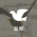 鳥類